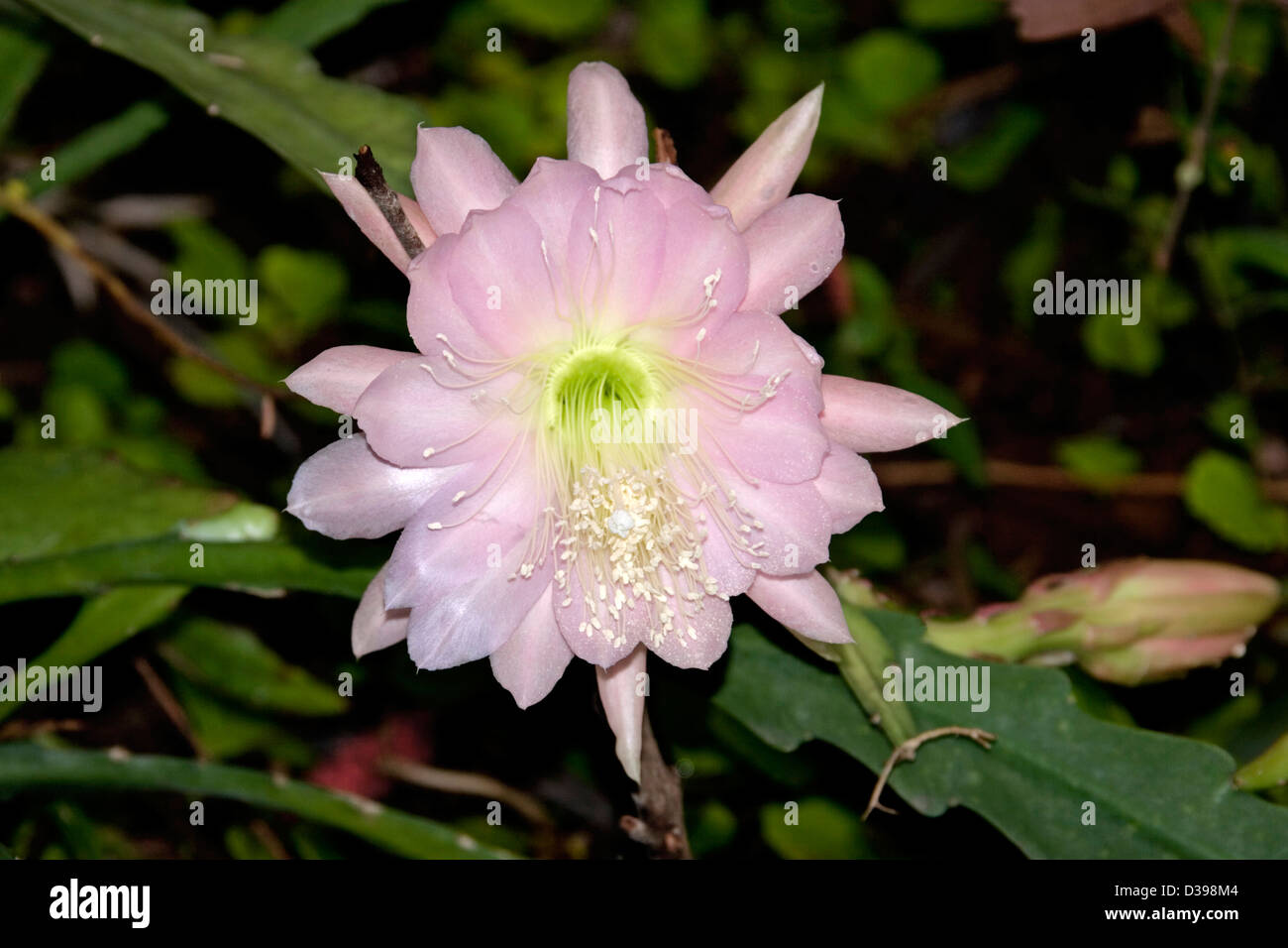 Pale pink flower, bud and flat green stems of Epiphyllum cactus - orchid / Christmas cactus Stock Photo