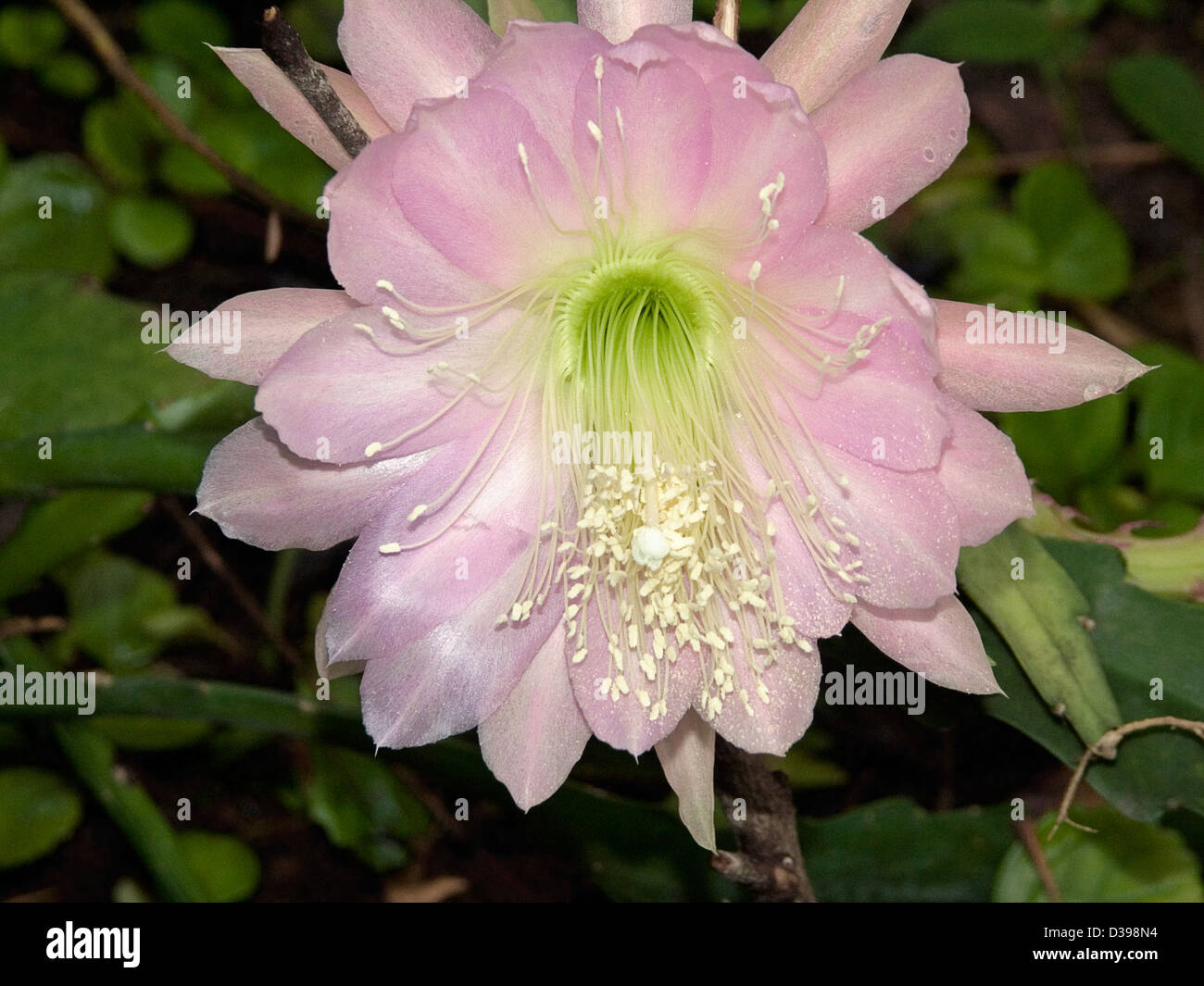 Large pale pink flower of Epiphyllum cactus - orchid or Christmas cactus Stock Photo