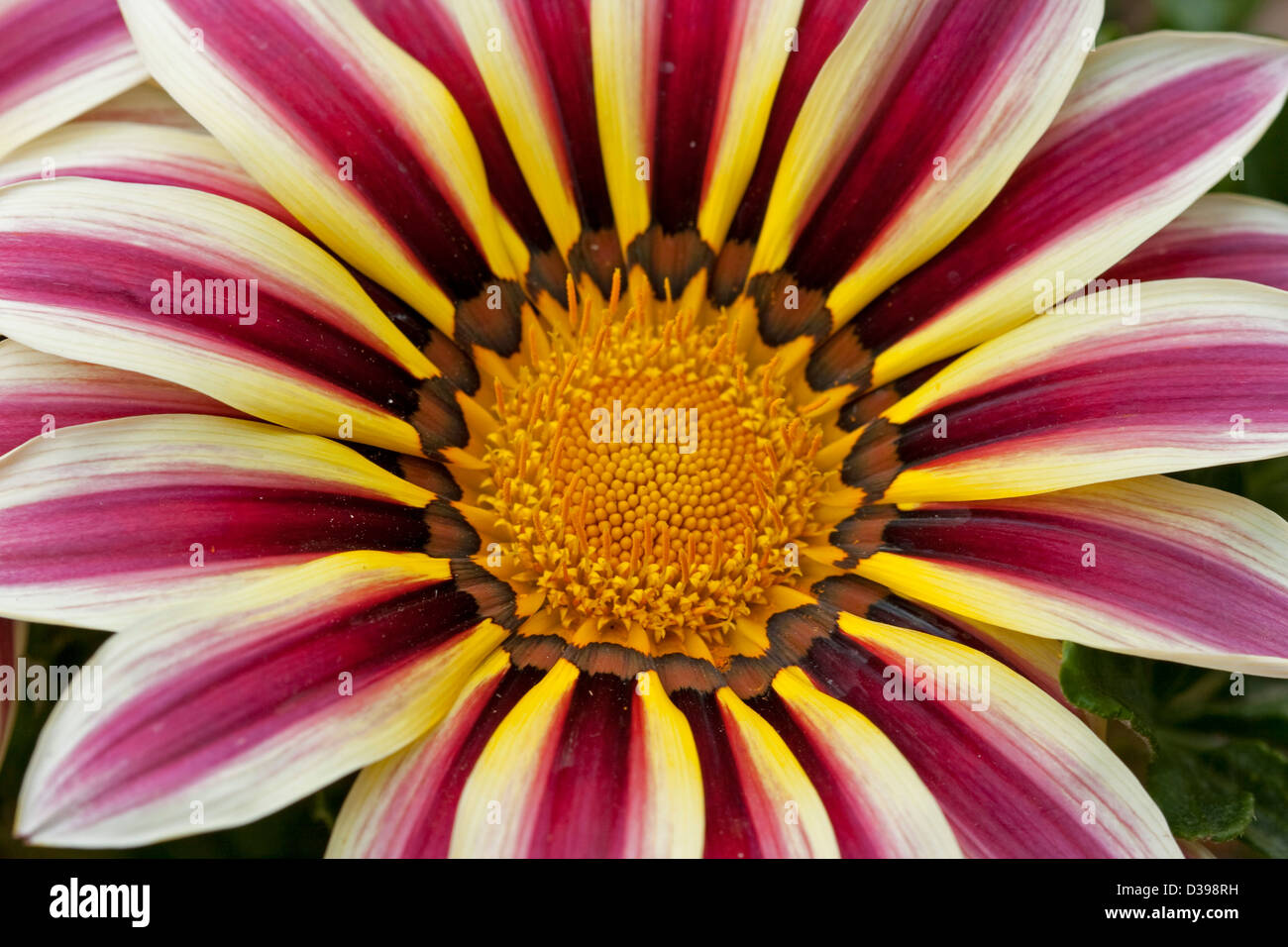 Close up of striped flower of Gazania hybrid 'Tiger Eyes'. with red and white striped petals Stock Photo