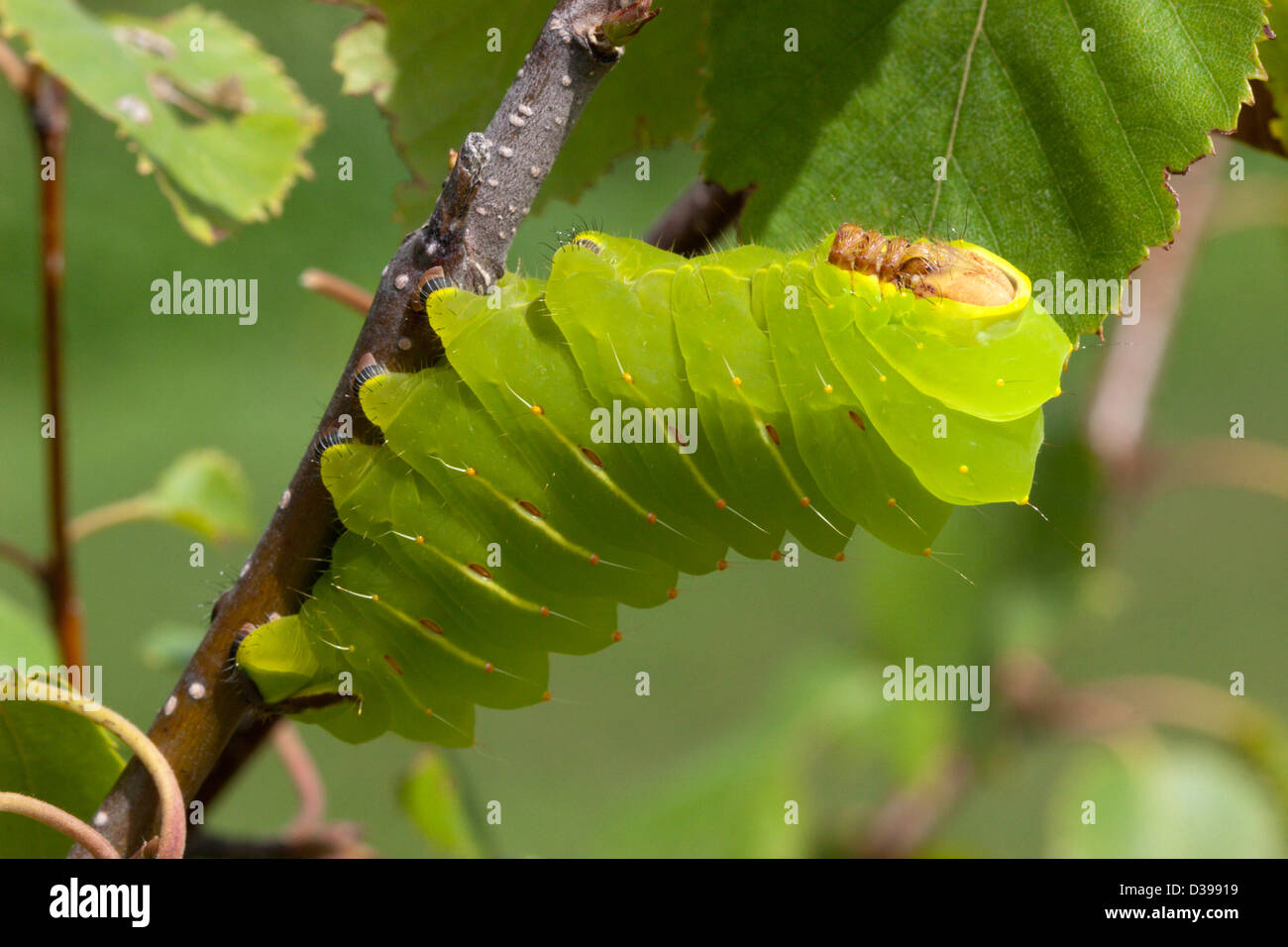 insect luna moth caterpillar grub green Stock Photo