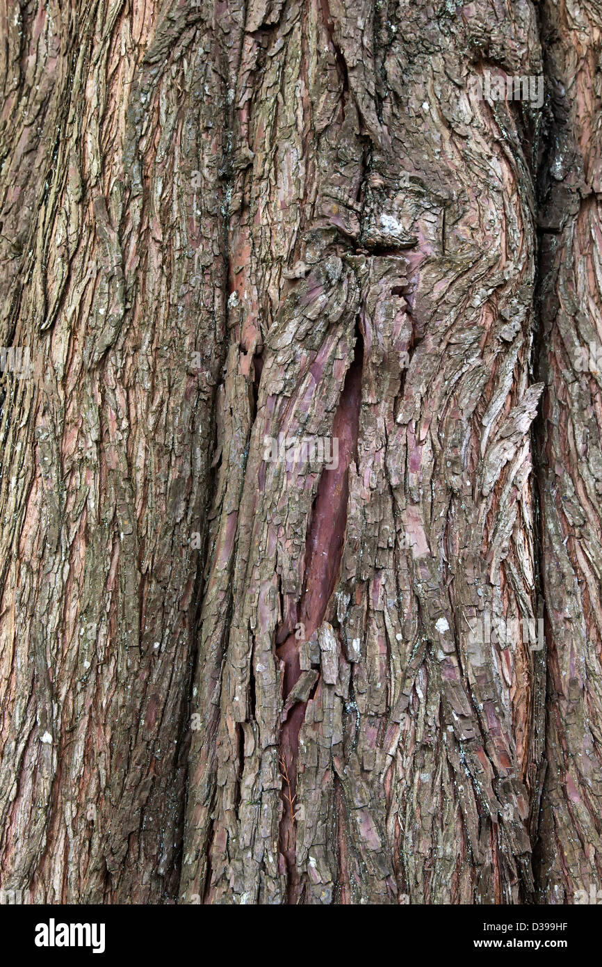 Bald Cypress tree, closeup of bark   'Taxodium distichum'. Stock Photo