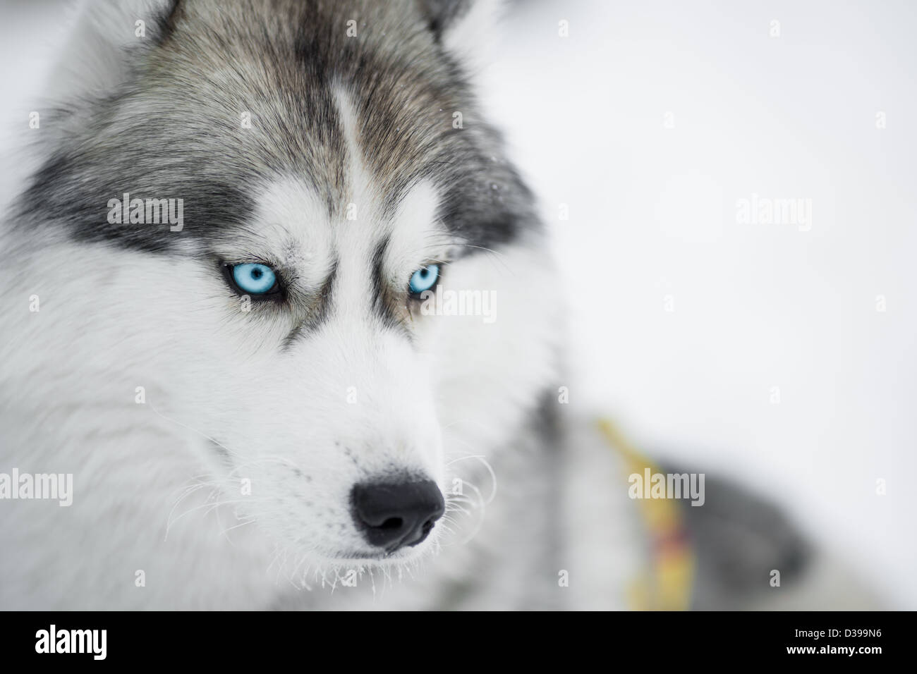 Siberian husky sled dog closeup portrait Stock Photo