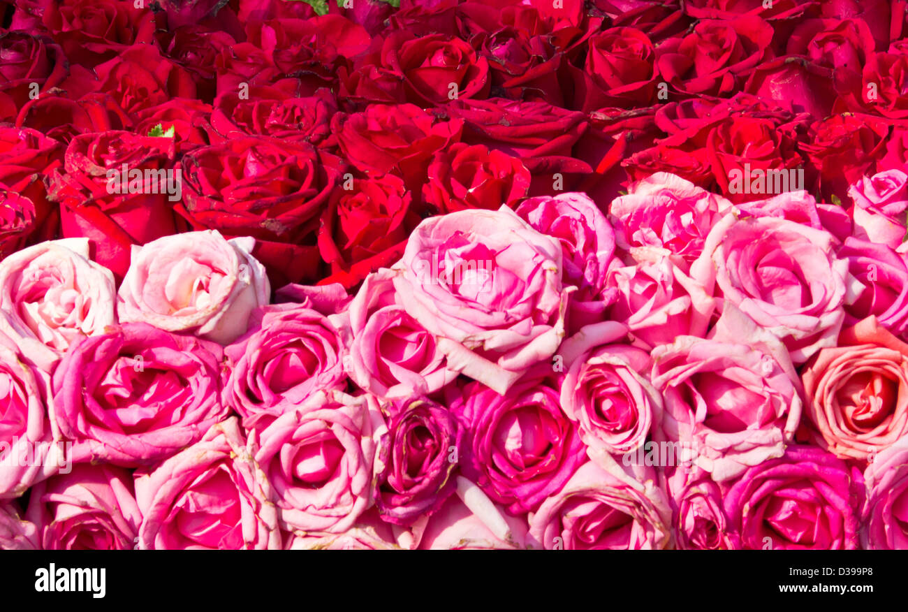 Big Picture Red Roses Pink Roses Bunch of pink roses hi-res stock photography and images - Alamy
