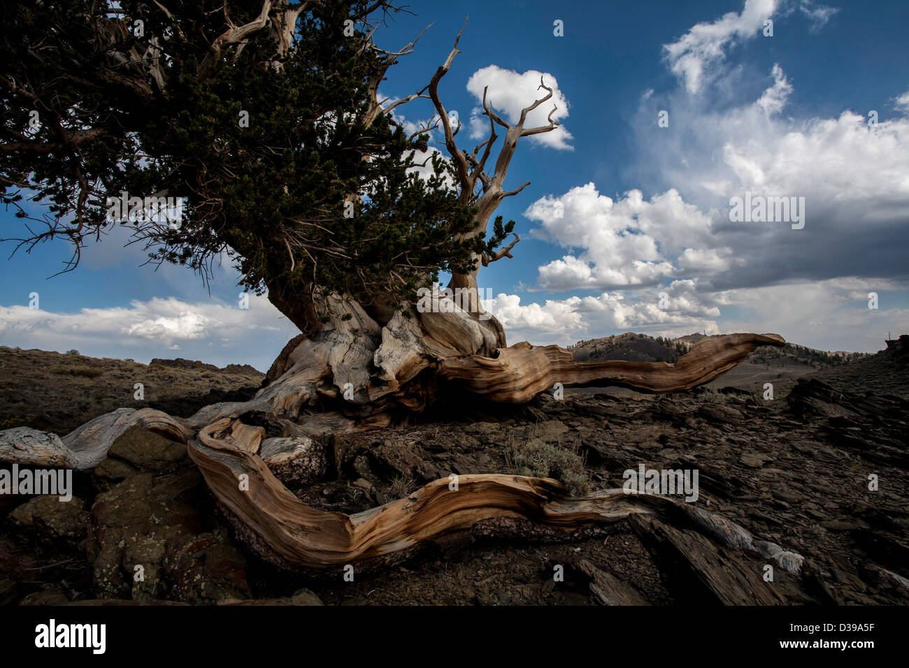 Twisted root of a bristlecone pine tree Stock Photo