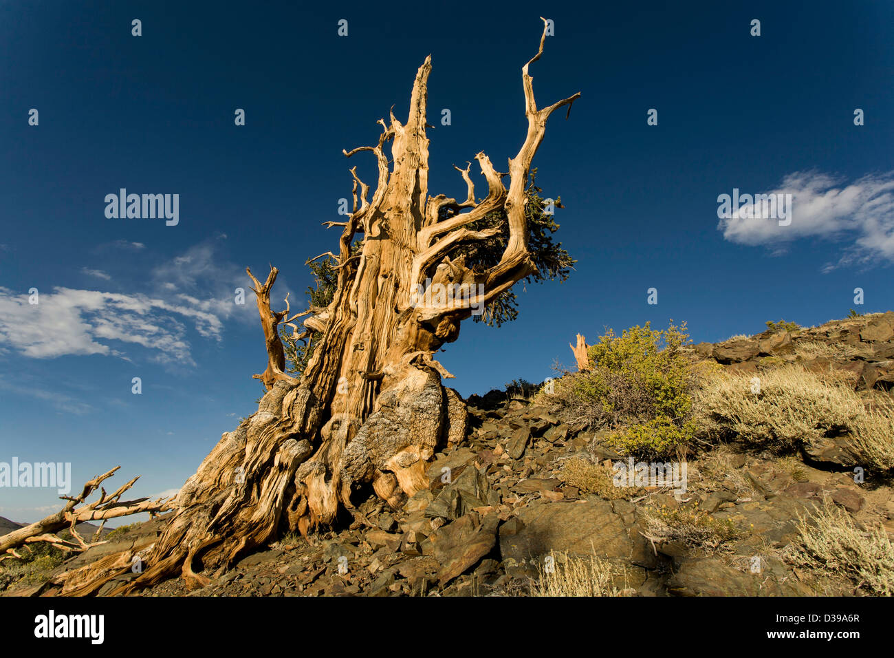 Bristlecone Pine on a rocky hillside Stock Photo
