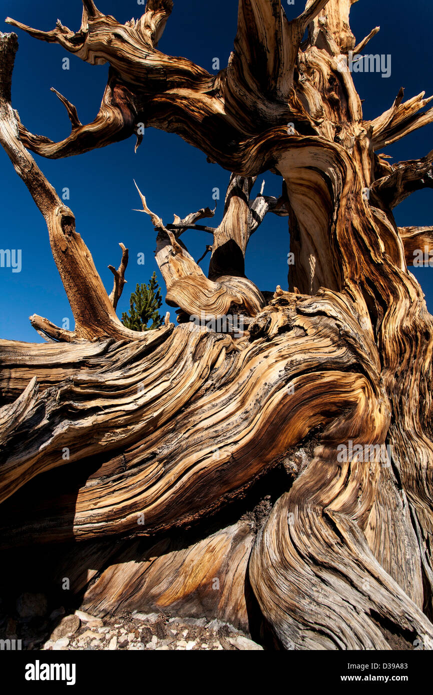 Detail of bristlecone pine tree Stock Photo