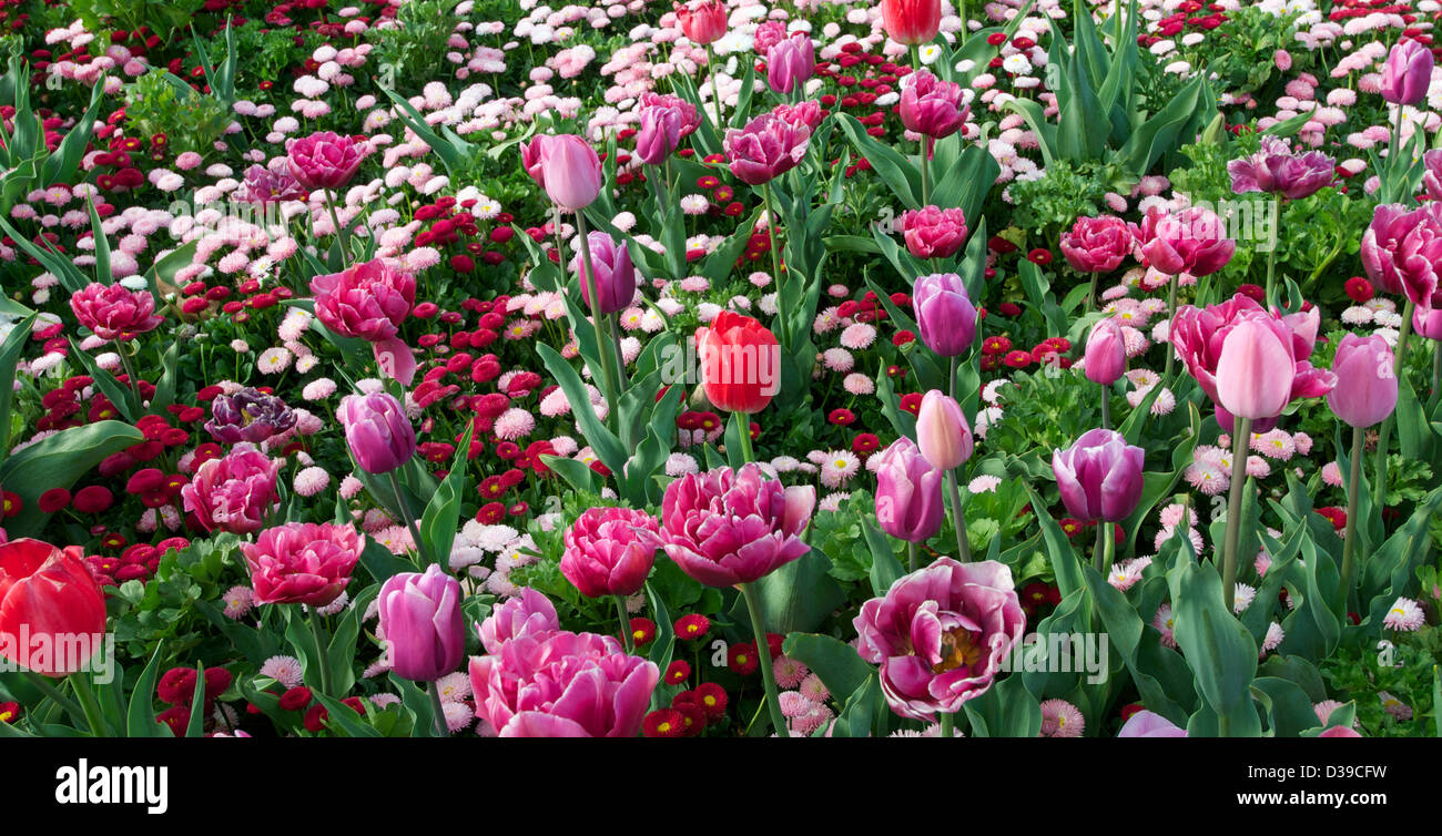 Flower bed of Bellis piroette pink and turbo red with tulips Rosallie, Sprying, Zorro, and Negrita Stock Photo
