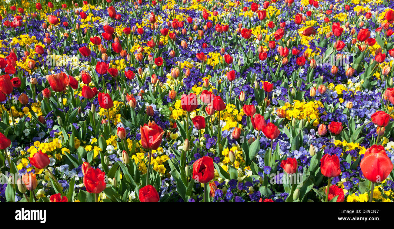 Panorama of spring flowers, Canberra, Australia Stock Photo