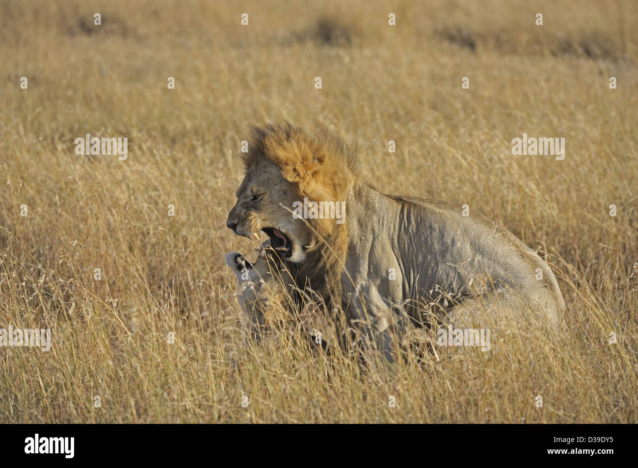 Mating lions in the grasses of Masai Mara, Kenya, Africa Stock Photo ...