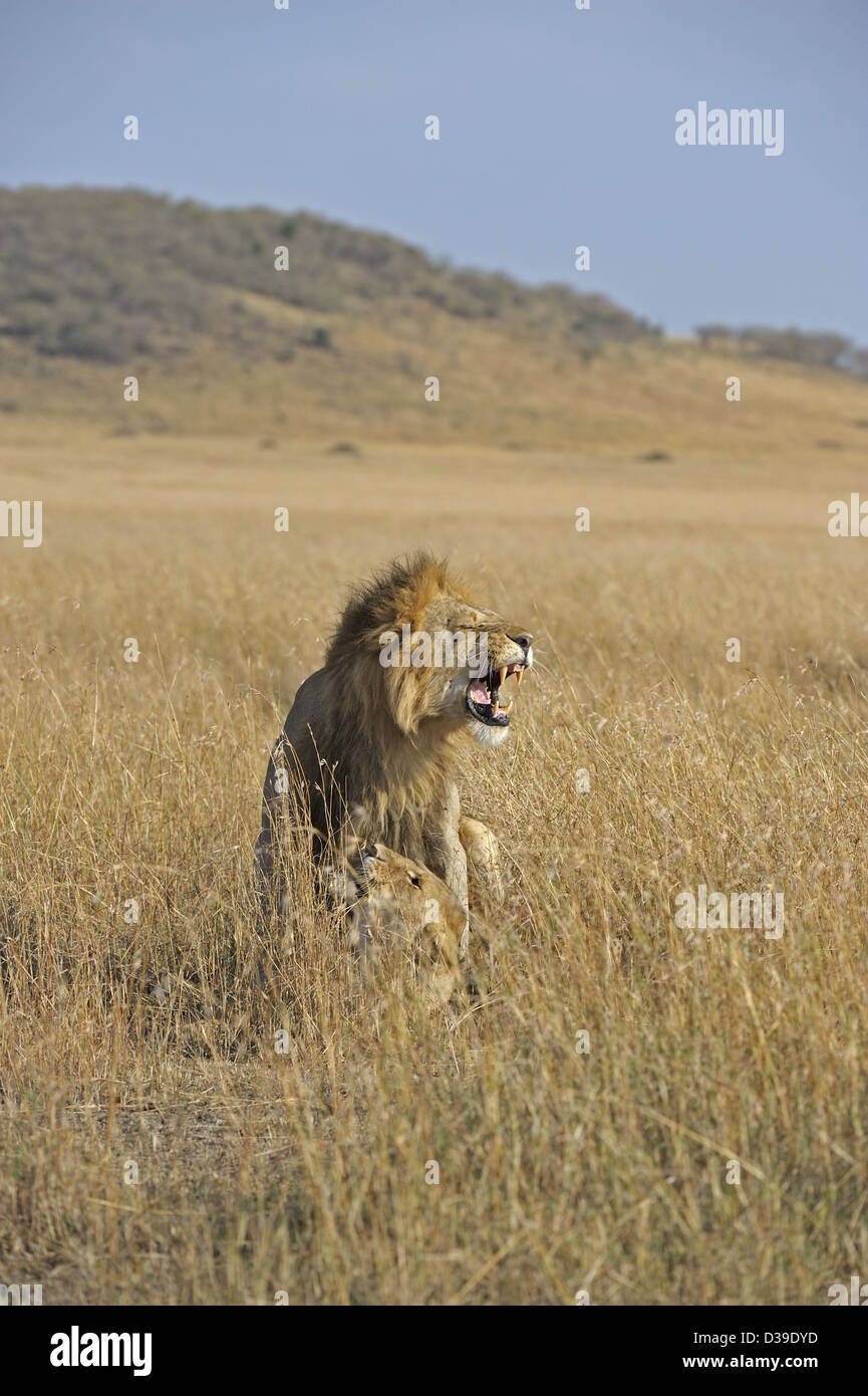 Mating lions in the grasses of Masai Mara, Kenya, Africa Stock Photo ...