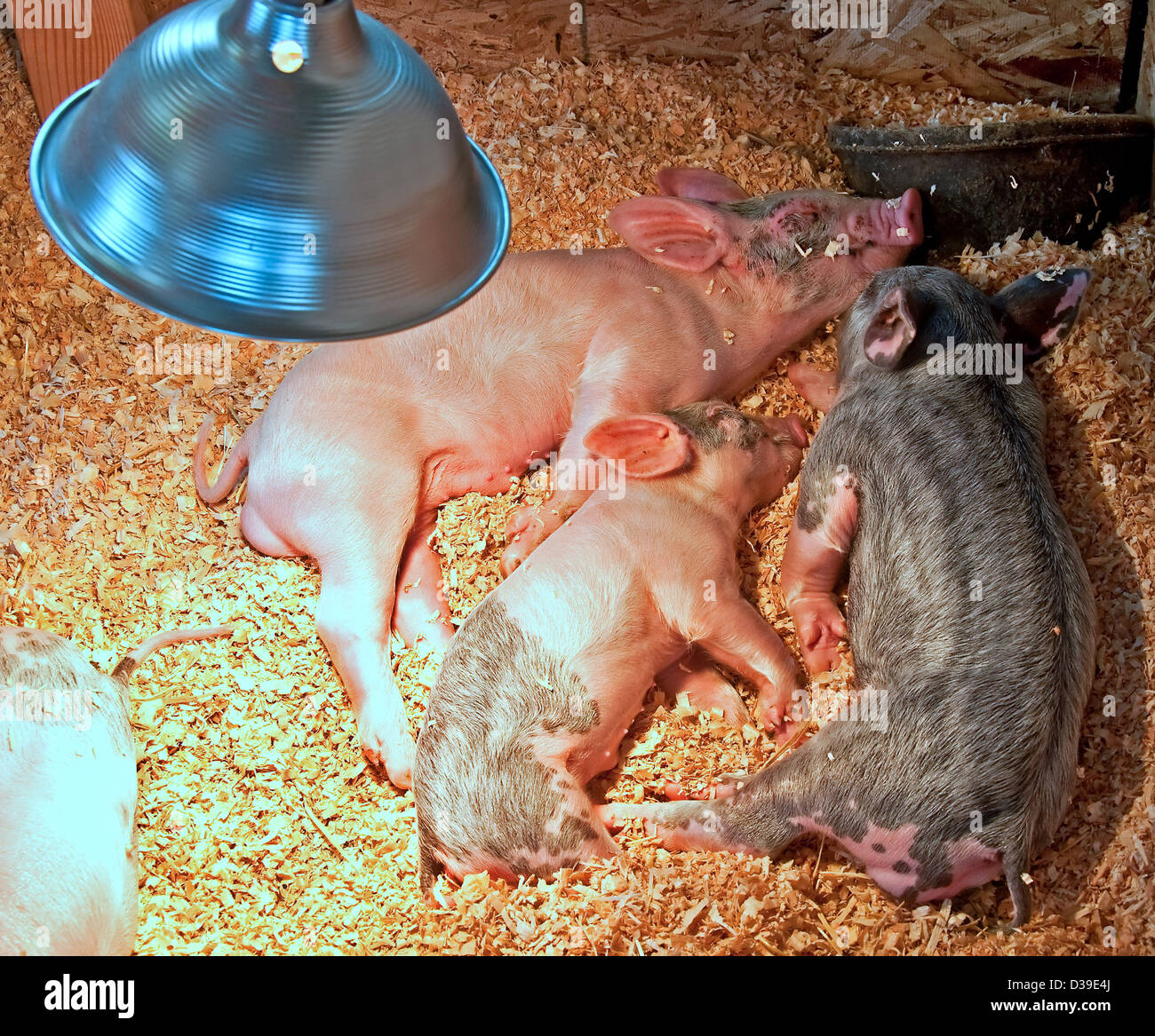This farm stock image has three small piglets sleeping under a heat lamp in some fresh clean shavings. Stock Photo