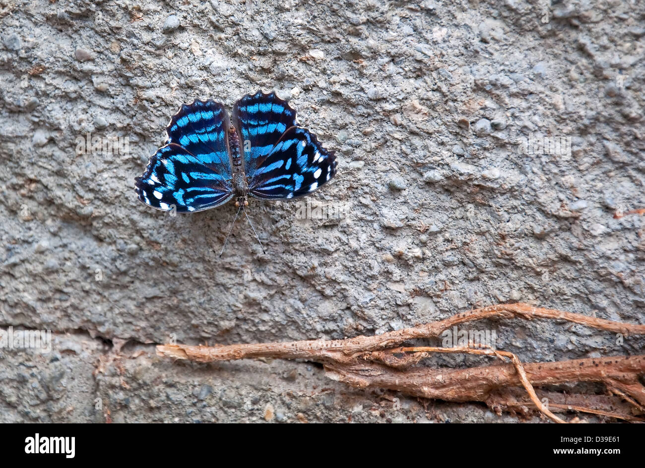 Royal blue butterfly hires stock photography and images Alamy