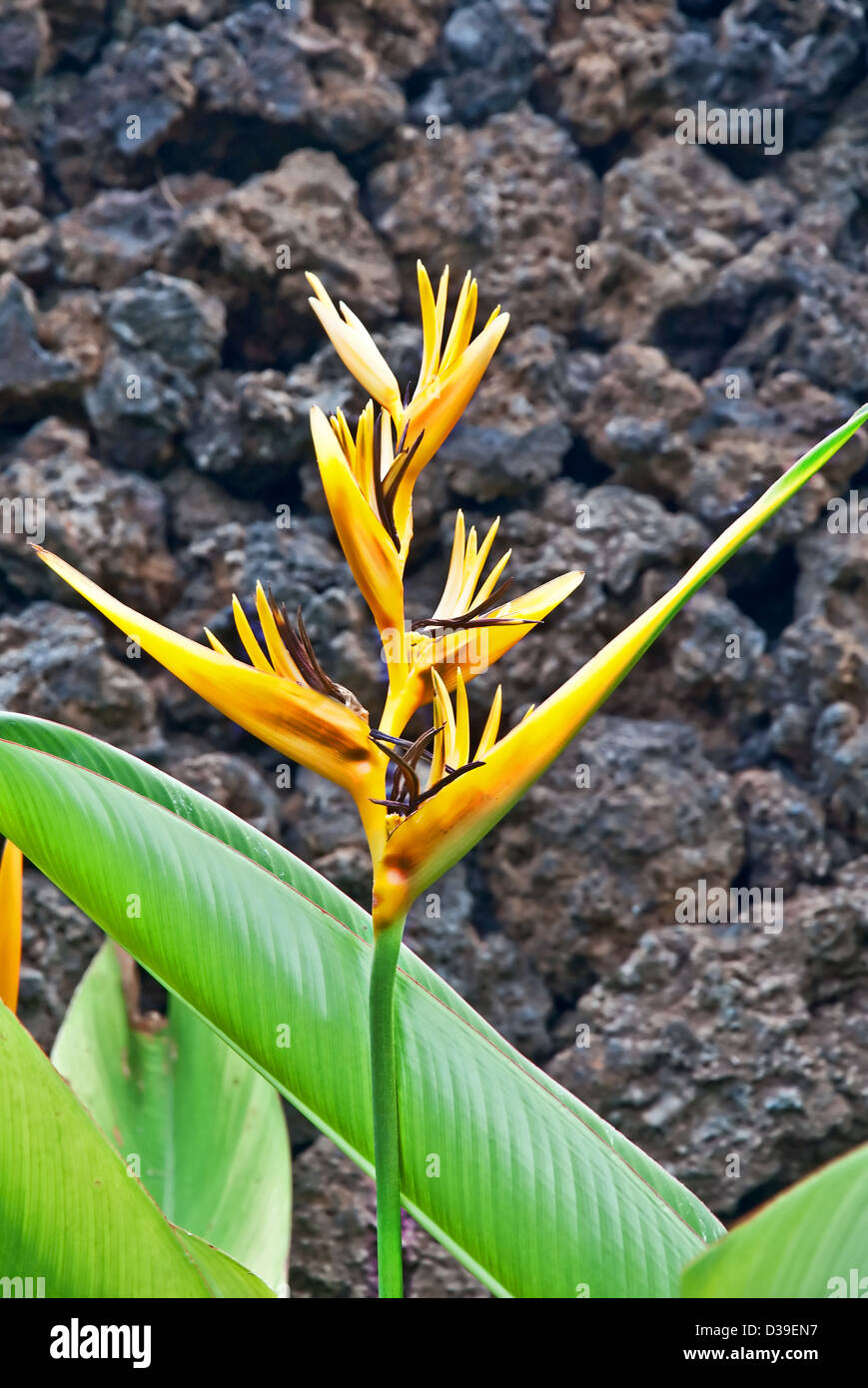 This yellow tropical flower is a Heliconia, or H. psittacorum Parrot Heliconia is set against a wall of lava rock in the backgro Stock Photo