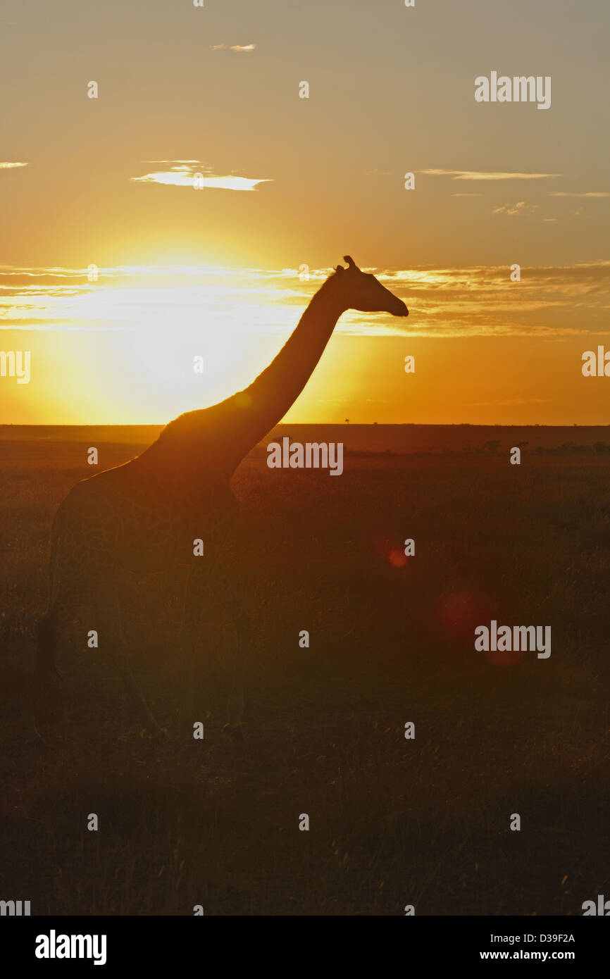 masai-giraffe-in-the-scenic-grasslands-of-masai-mara-at-sunset-stock