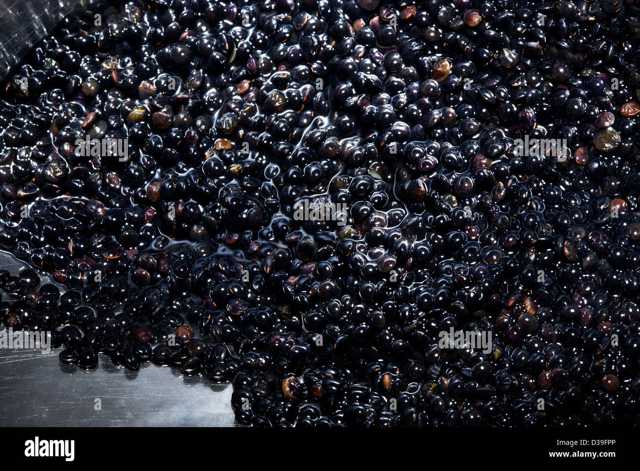 Food BELUGA black darb lentils legumes watered look like caviar deceiving alike Stock Photo