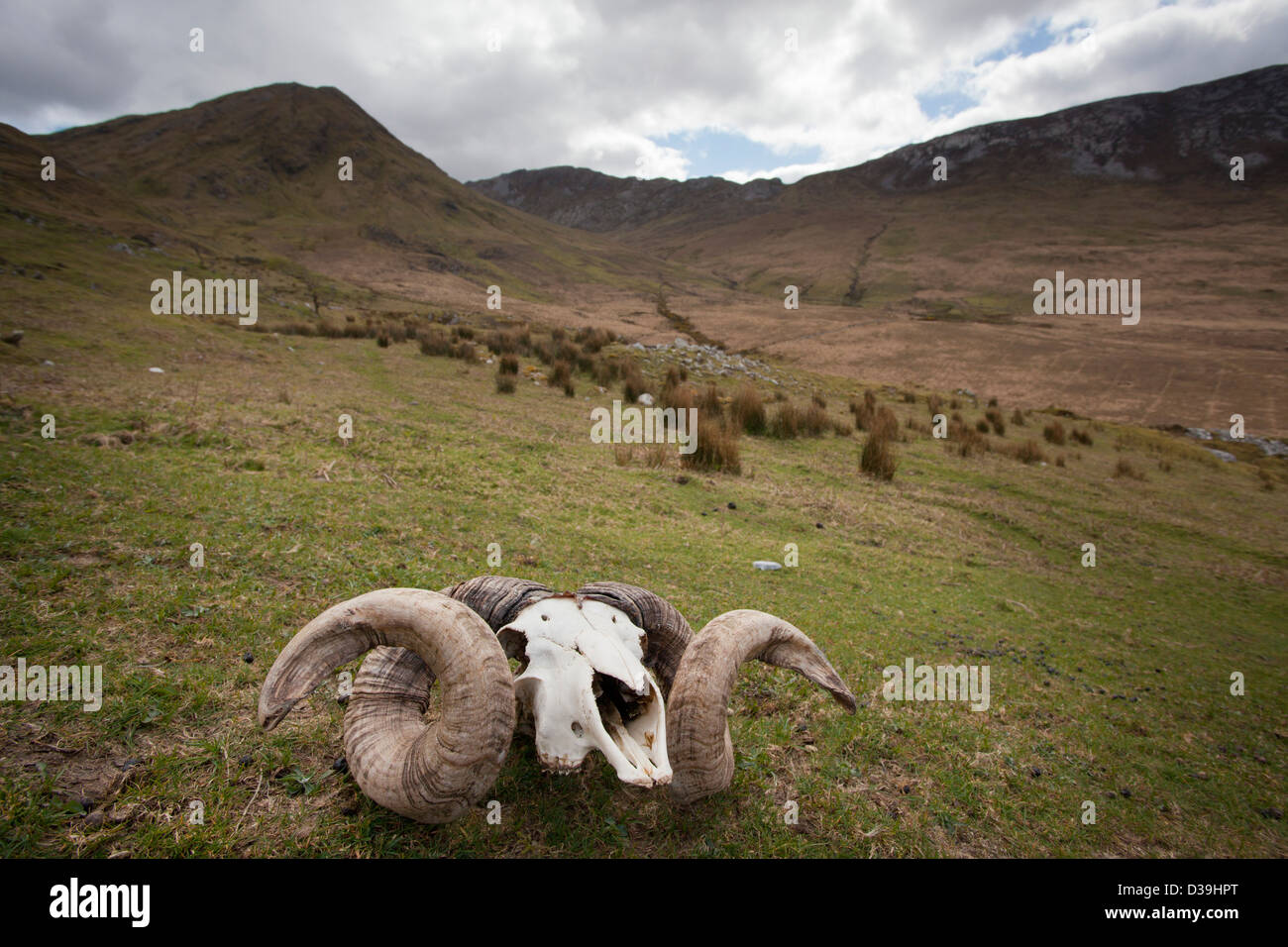 Ram's skull beneath the Twelve Bens Mountains, Connemara, County Galway, Ireland. Stock Photo