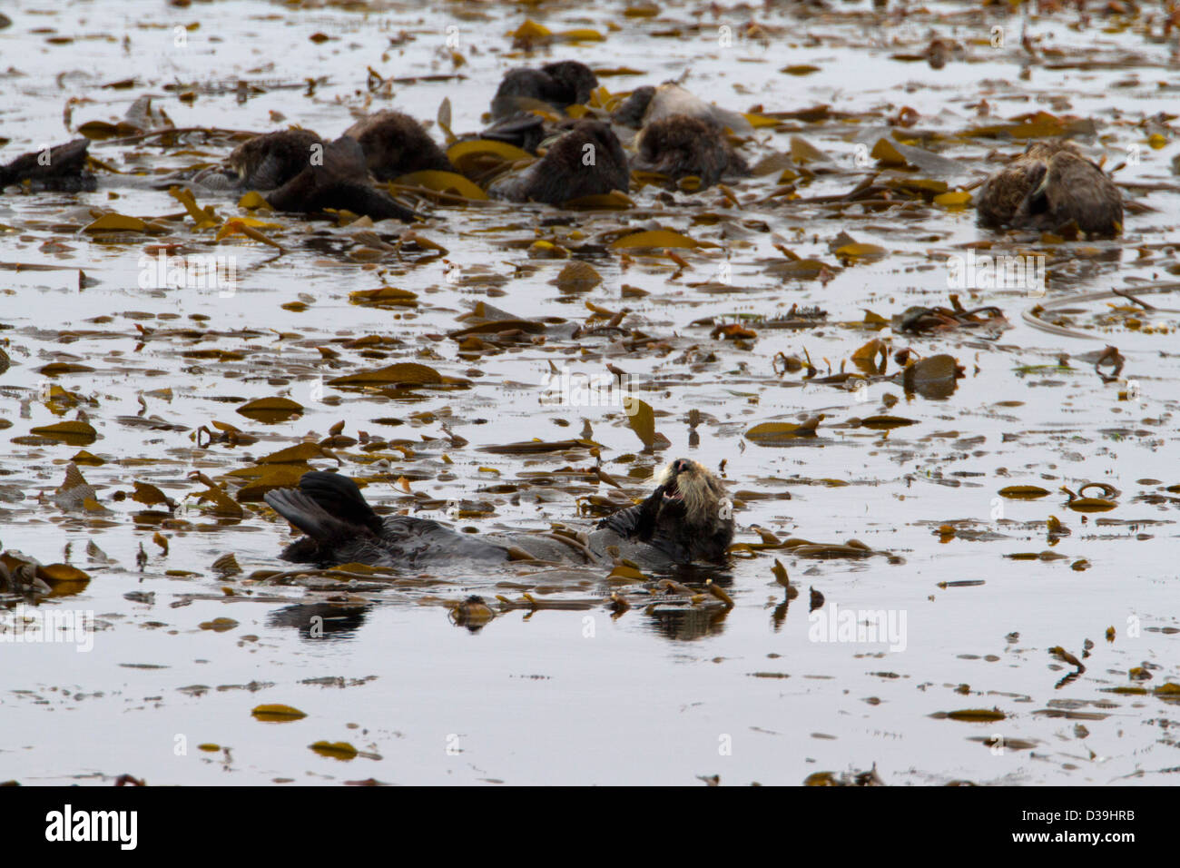 Sea Otters (Enhydra lutris) floating amongst kelp in a bay along the17 Mile Drive on the Monterey Peninsula, California in July Stock Photo