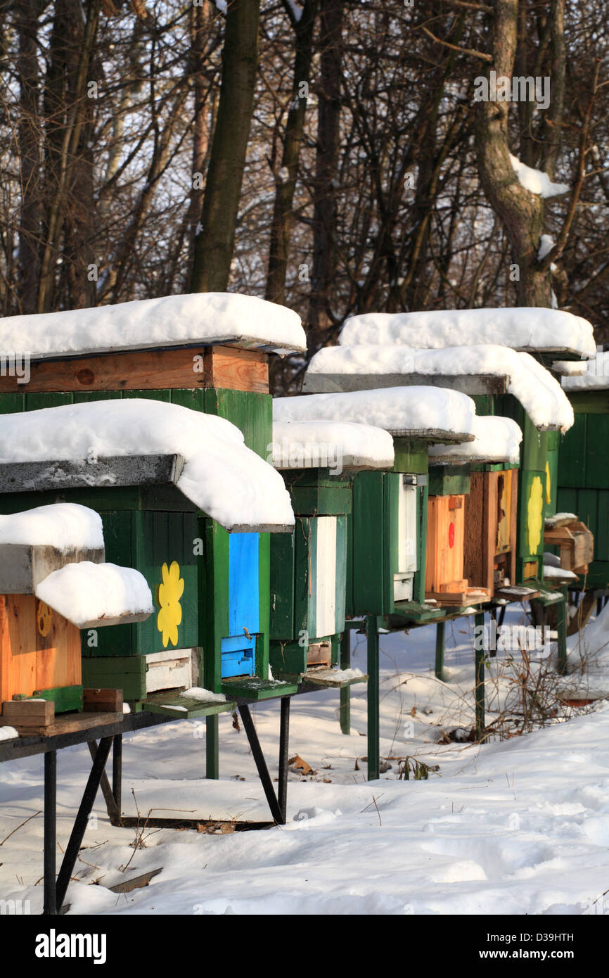 Apiary with wooden beehives on a sunny winter day, Male Karpaty, Slovakia. Stock Photo