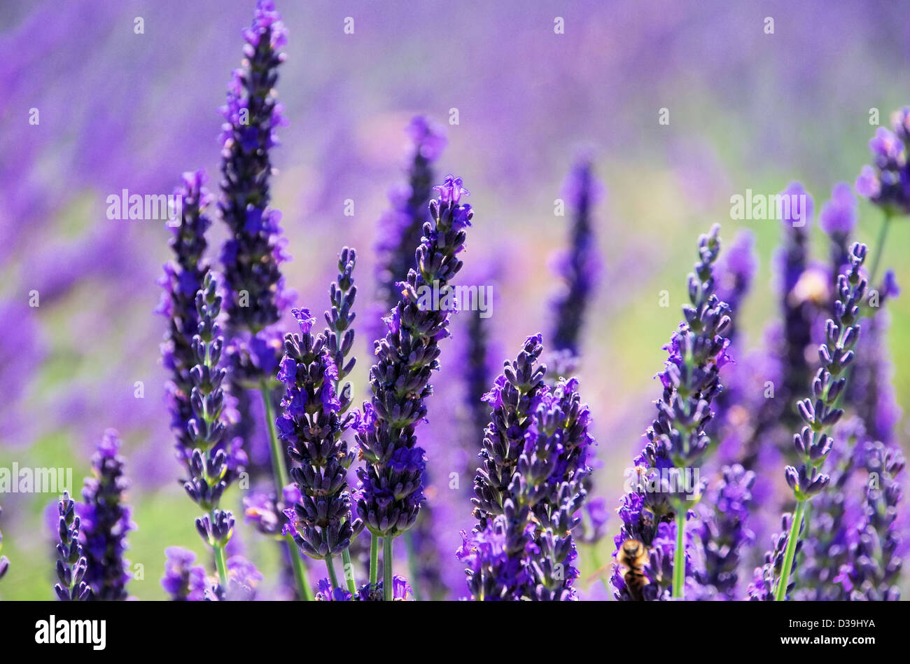 Lavendelfeld - lavender field 51 Stock Photo