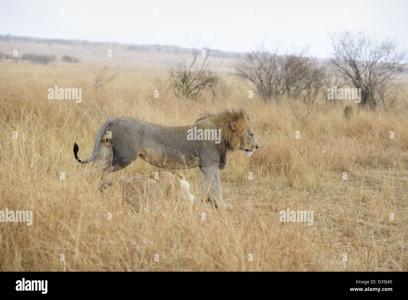 Mating lions in the grasses of Masai Mara, Kenya, Africa Stock Photo ...