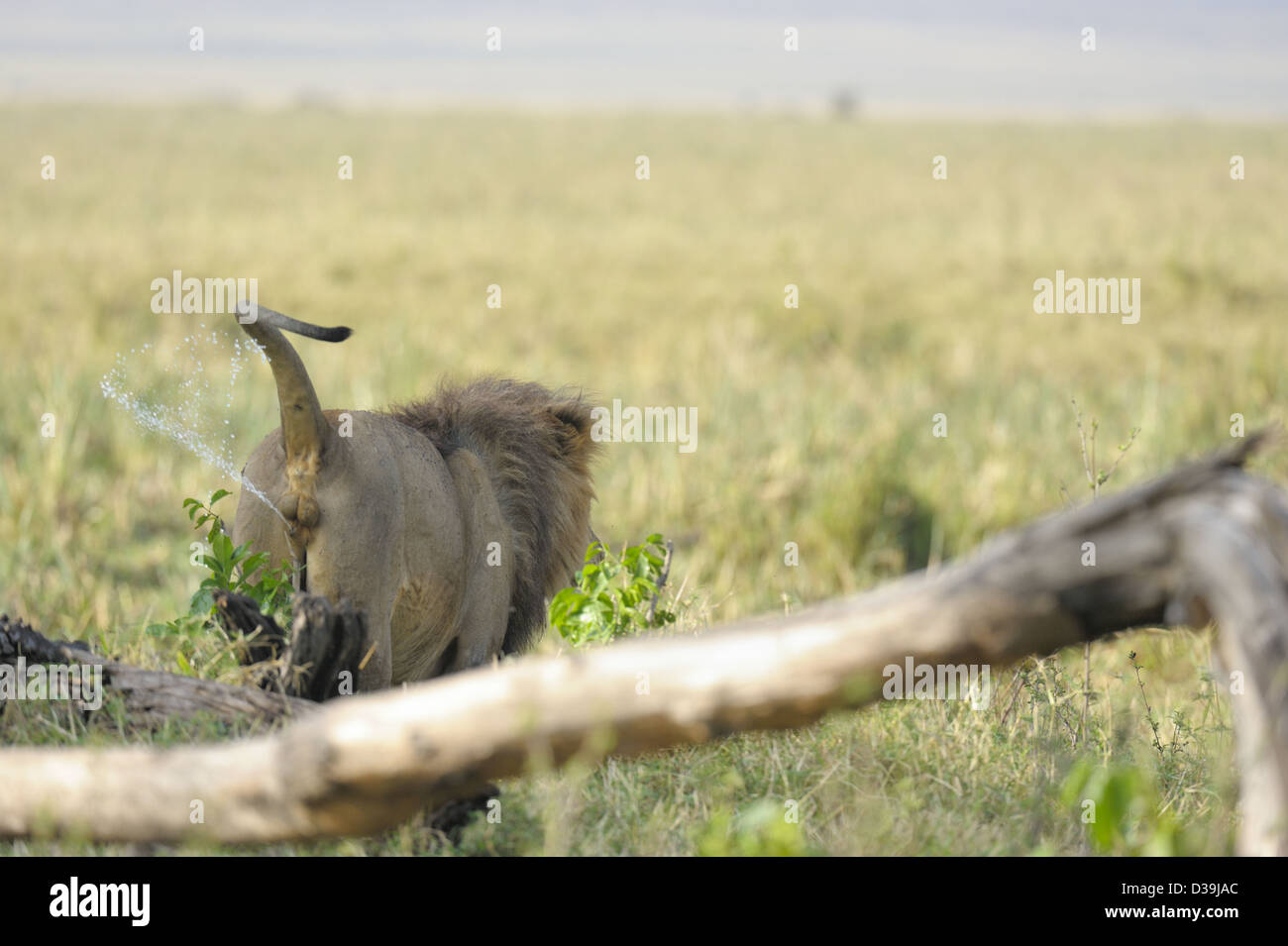 Lion spray marking his territory in Masai Mara Stock Photo Alamy