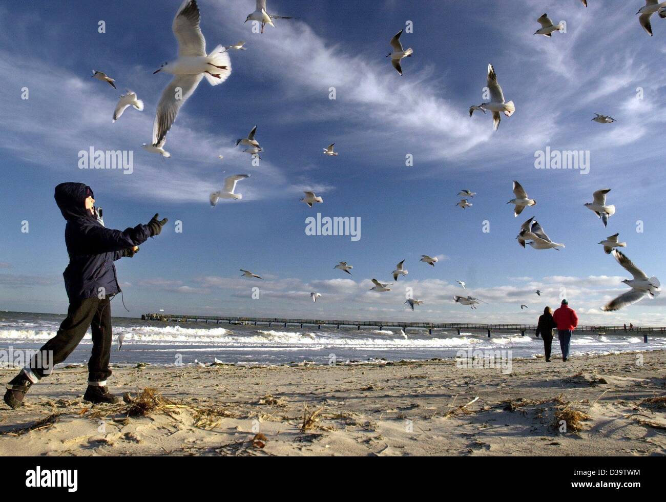 (dpa) - A flock of seagulls circles around a young boy who feeds them bread-crumb on the beach of the Baltic Sea near Boltenhagen, 2.1.2002. The winter season 2001/2002 brought a very cold period to Germany including snow and ice, blue sky and bright sun. Stock Photo