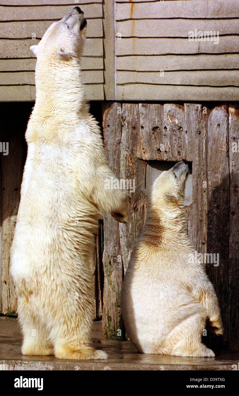 Two funny polar bears hi-res stock photography and images - Alamy