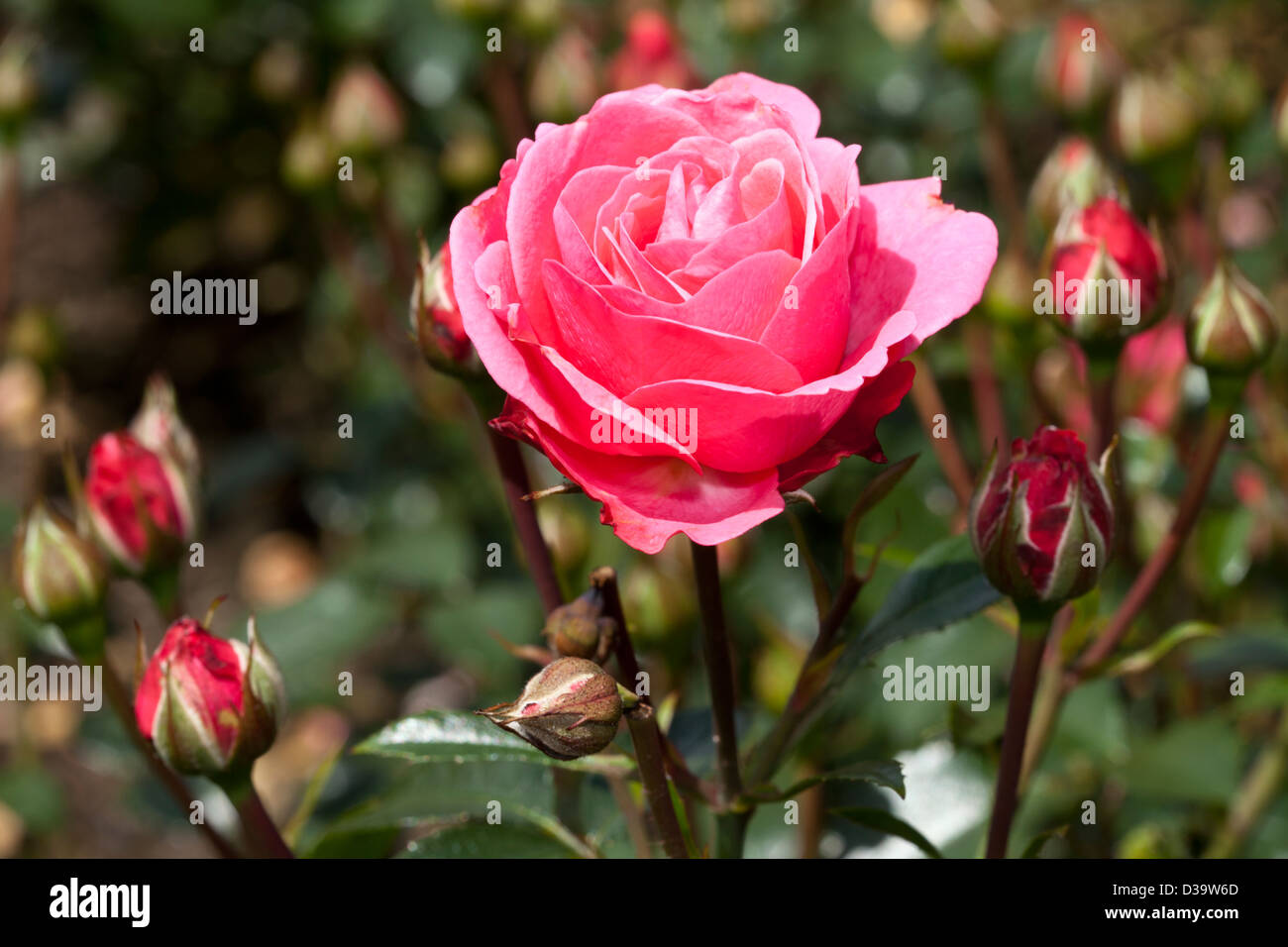Floribunda-Rose 'Bella Rosa', Rosa, Rosaceae Stock Photo