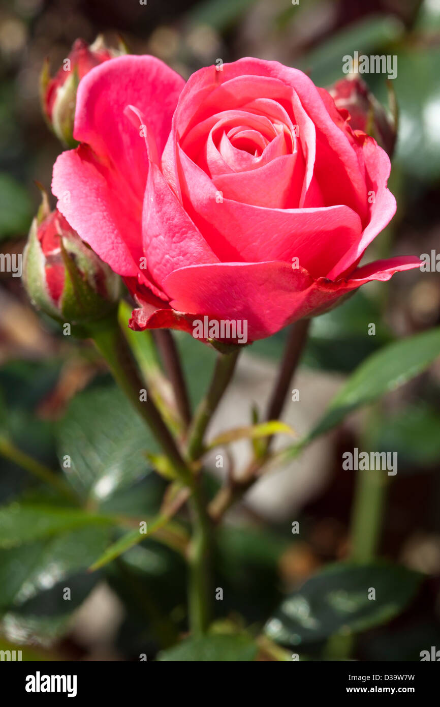 Floribunda-Rose 'Bella Rosa', Rosa, Rosaceae Stock Photo