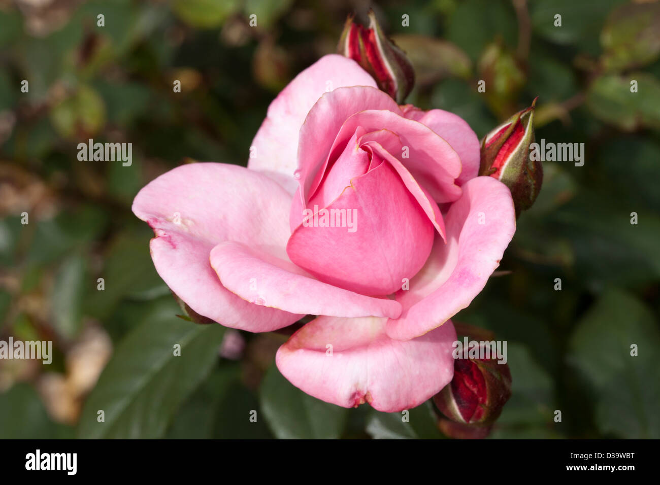 Floribunda-Rose "St. Helena", Rosa, Rosaceae Stock Photo