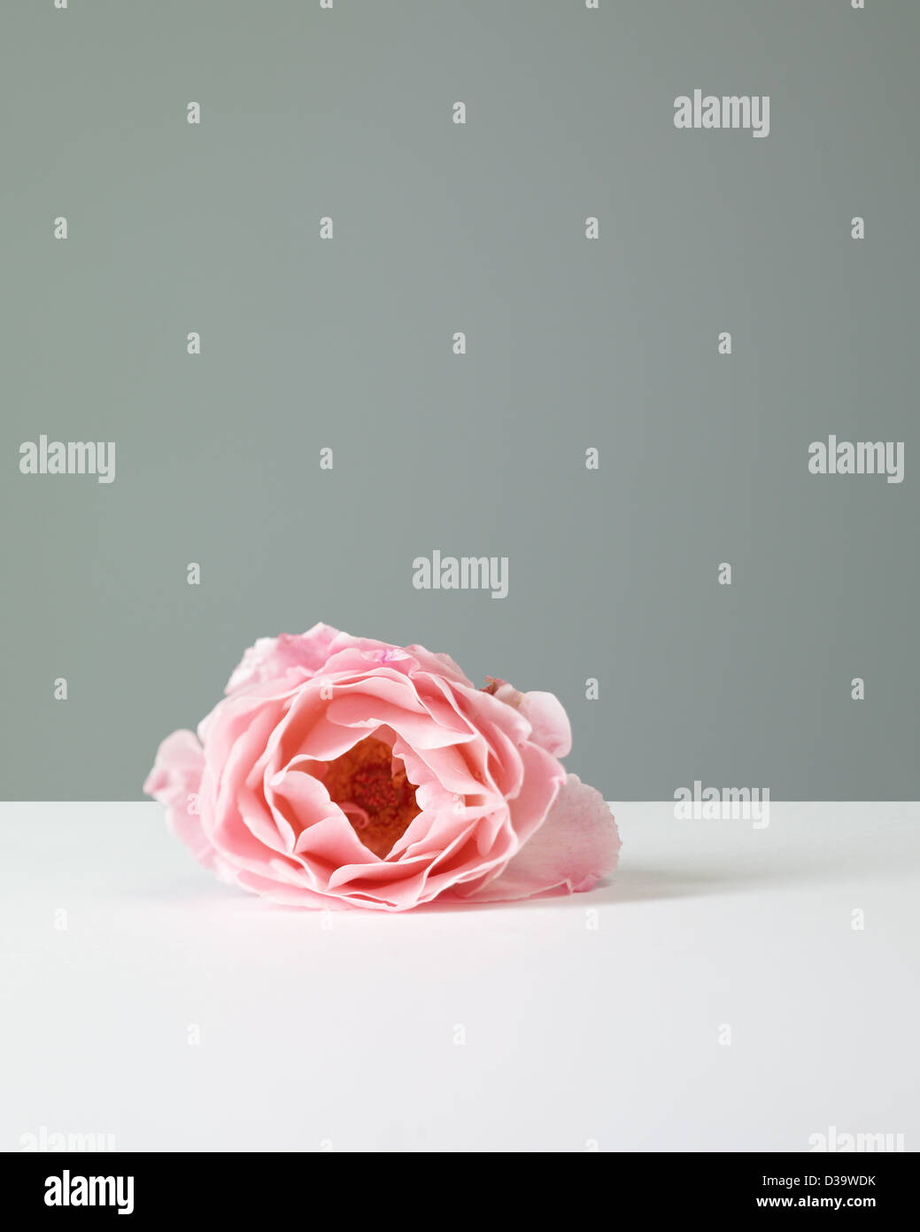 Soft pink rose flower on grey and white background Stock Photo Alamy