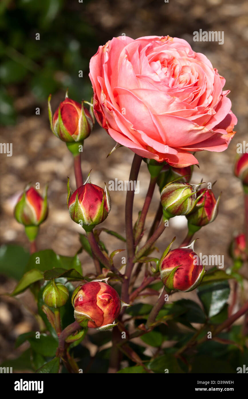 Rosa palace rose hi-res stock photography and images - Alamy