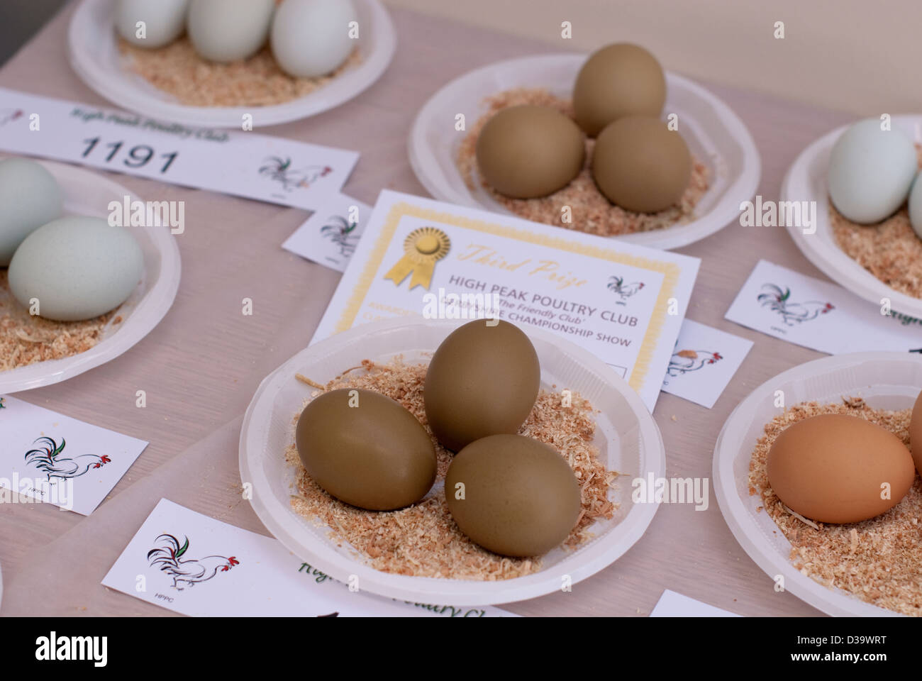 A display of eggs after judging at a country poultry show Stock Photo