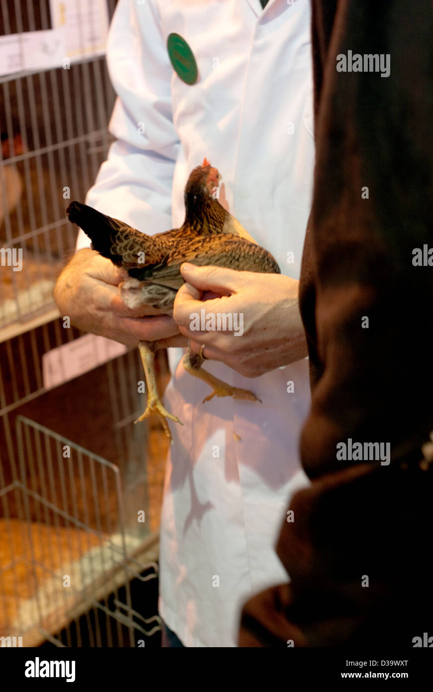 a chicken being checked over by a judge at a poultry show Stock Photo