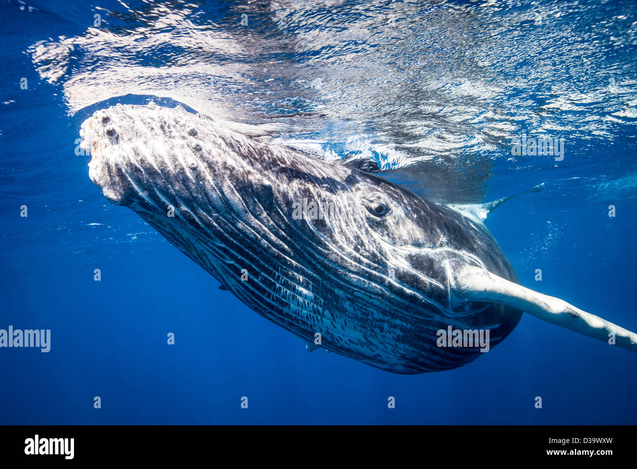 Humpback whale swimming underwater Stock Photo