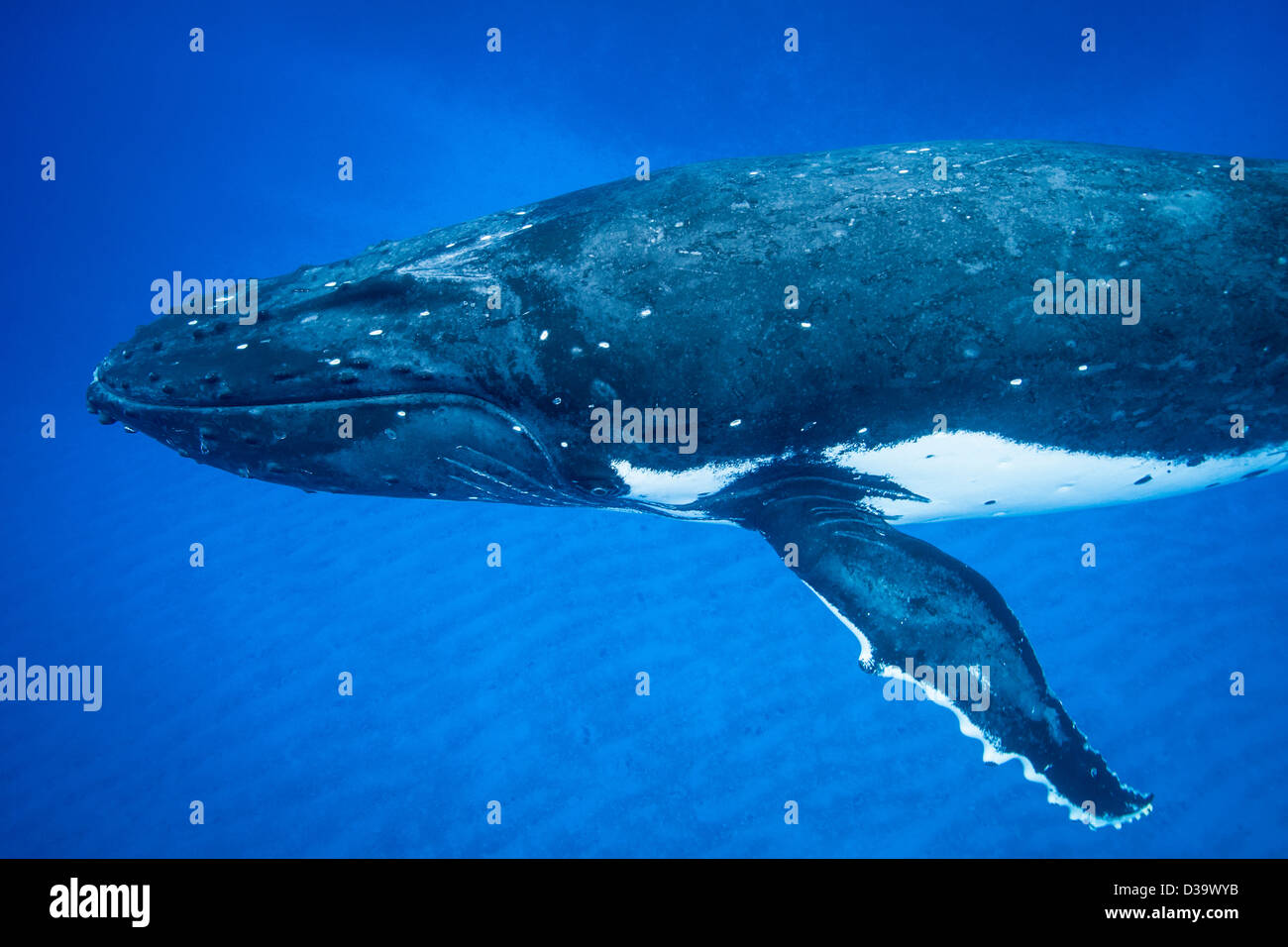 Humpback whale swimming underwater Stock Photo