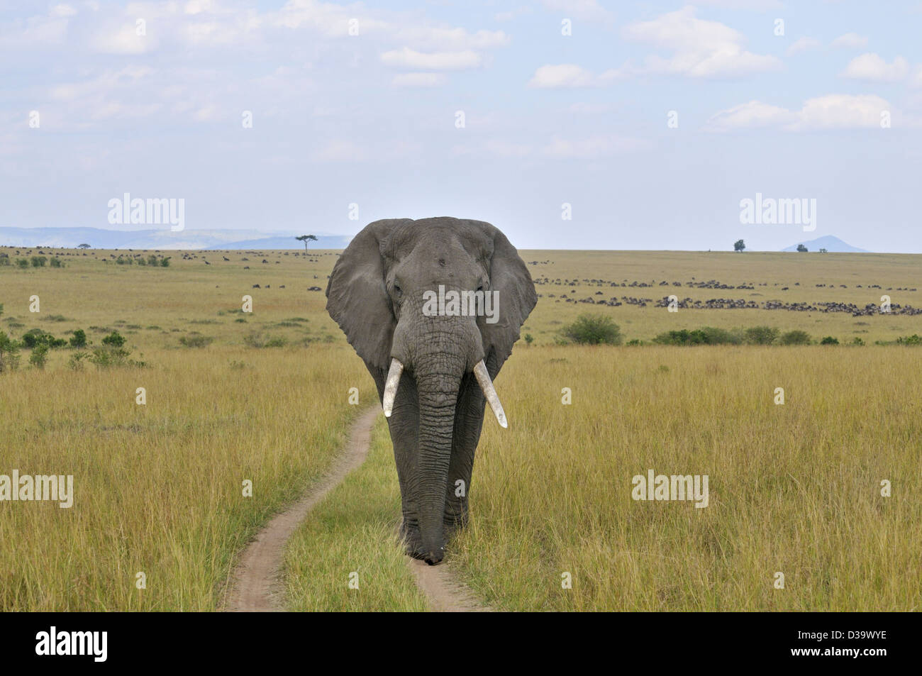 African Bush Elephant (Loxodonta africana) in the plains of Masai Mara Stock Photo