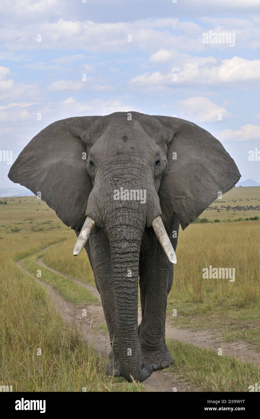 African Bush Elephant (Loxodonta africana) in the plains of Masai Mara Stock Photo