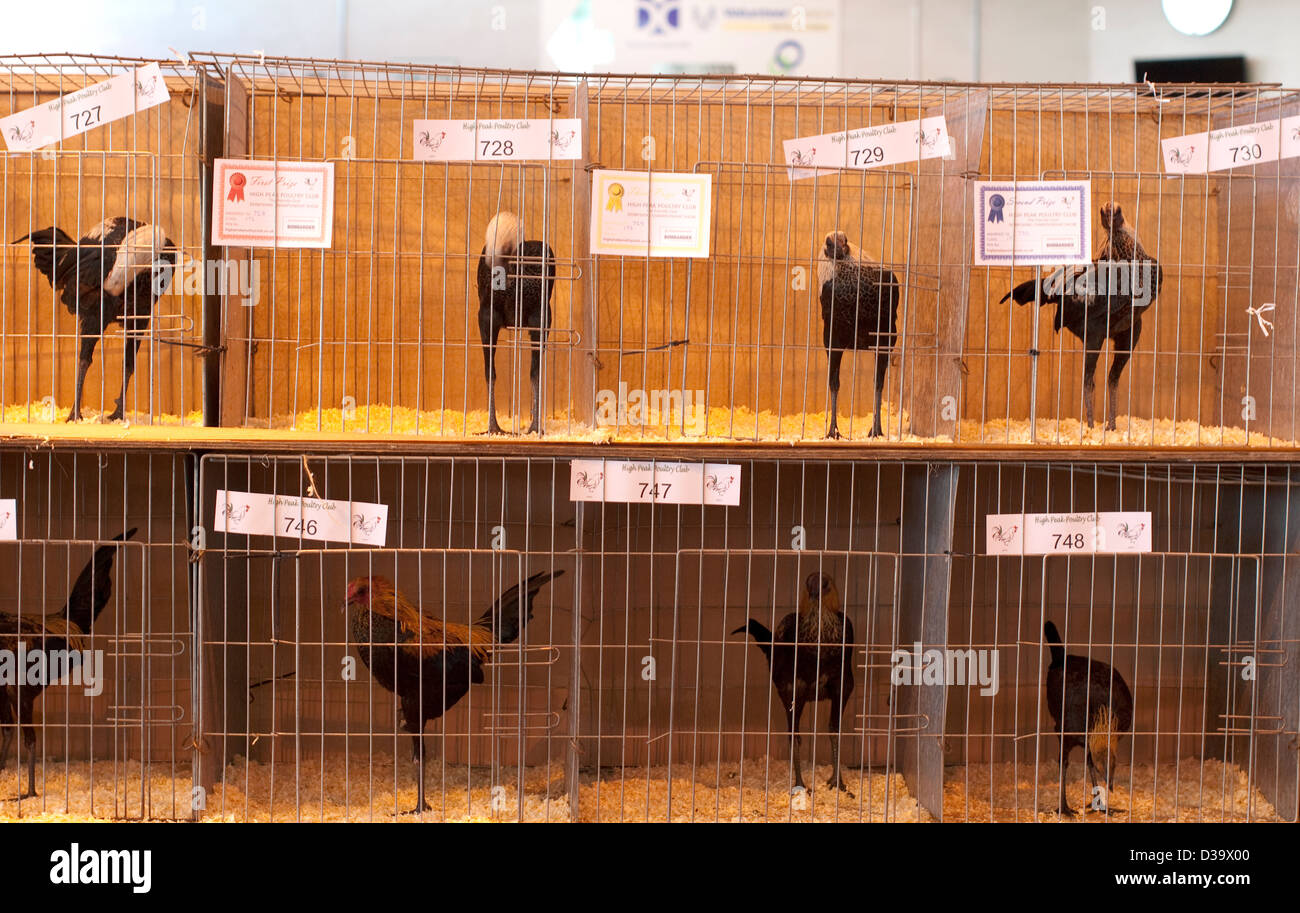a row of chickens on show in cages at a poultry show Stock Photo