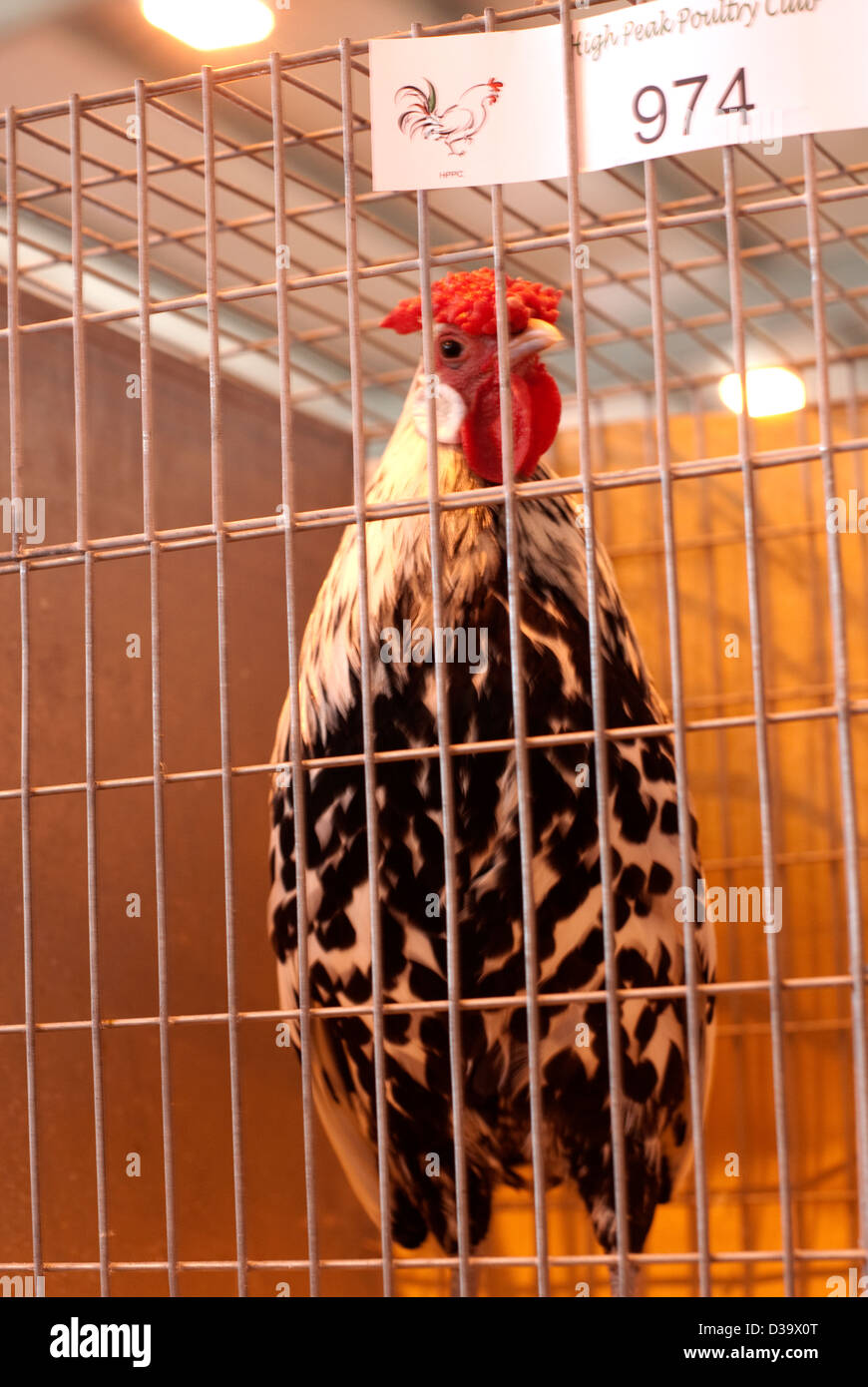 A Hamburg chicken looking out of his cage at a poultry show Stock Photo
