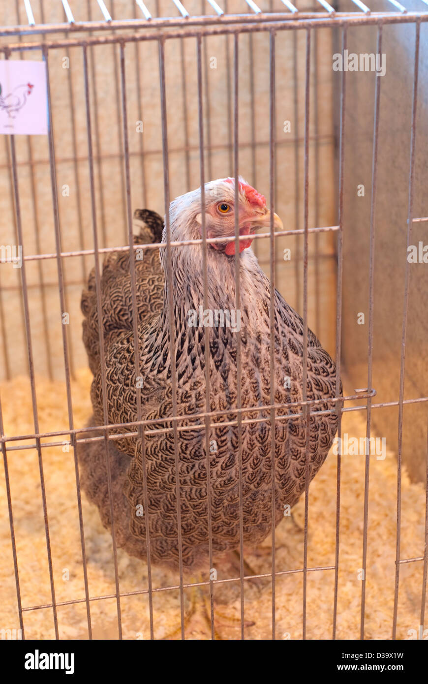 A chicken in a cage at a poultry show Stock Photo
