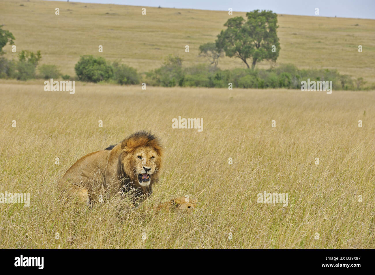 Mating lions in the grasses of Masai Mara, Kenya, Africa Stock Photo ...