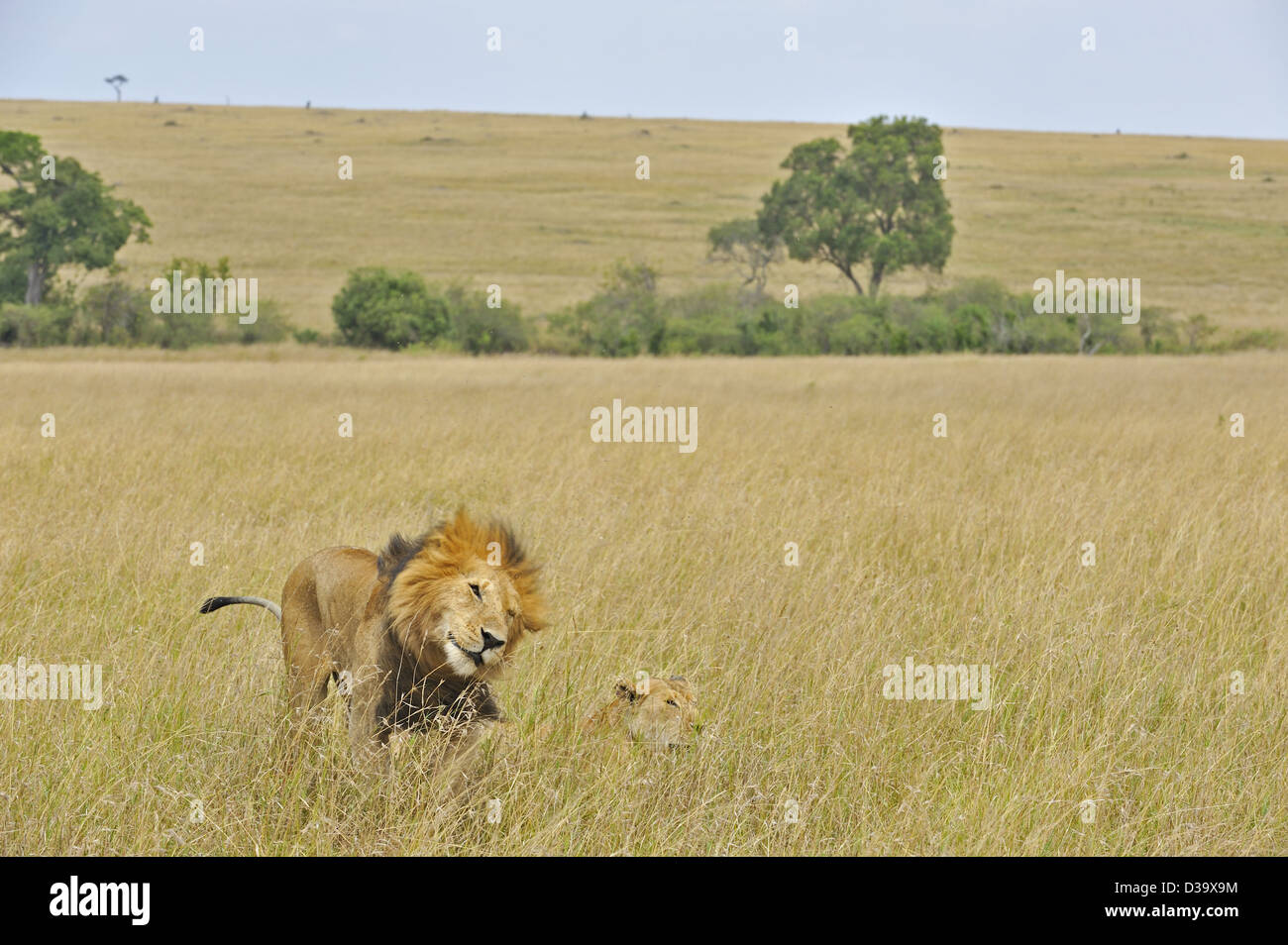 Mating lions in the grasses of Masai Mara, Kenya, Africa Stock Photo ...