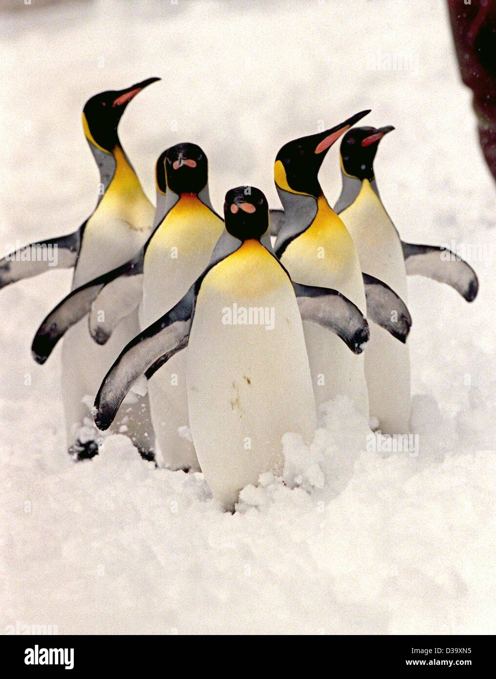 (dpa) - Five king penguins enjoy the snow in Munich's zoo Hellabrunn on 23.11.1999. The colder winter gets in Germany the more they feel right at home. Stock Photo