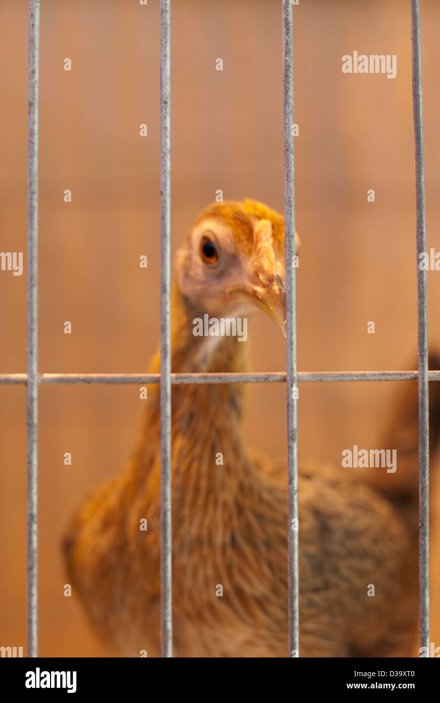 A bantam looking out of a cage at a bird show. Stock Photo