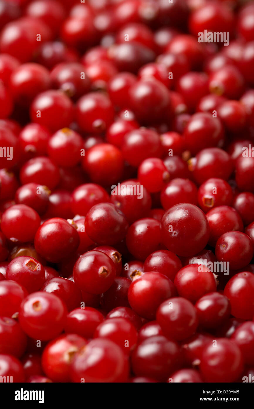 fresh cowberry background Stock Photo