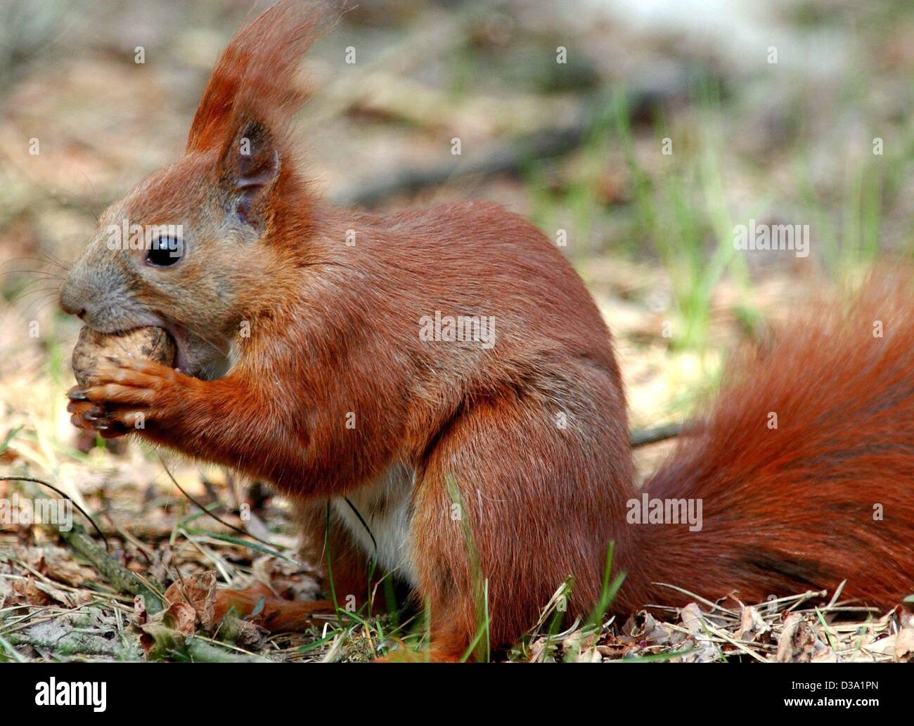 (dpa) A squirrel is trying to crack a nut in the forest of Muellrose