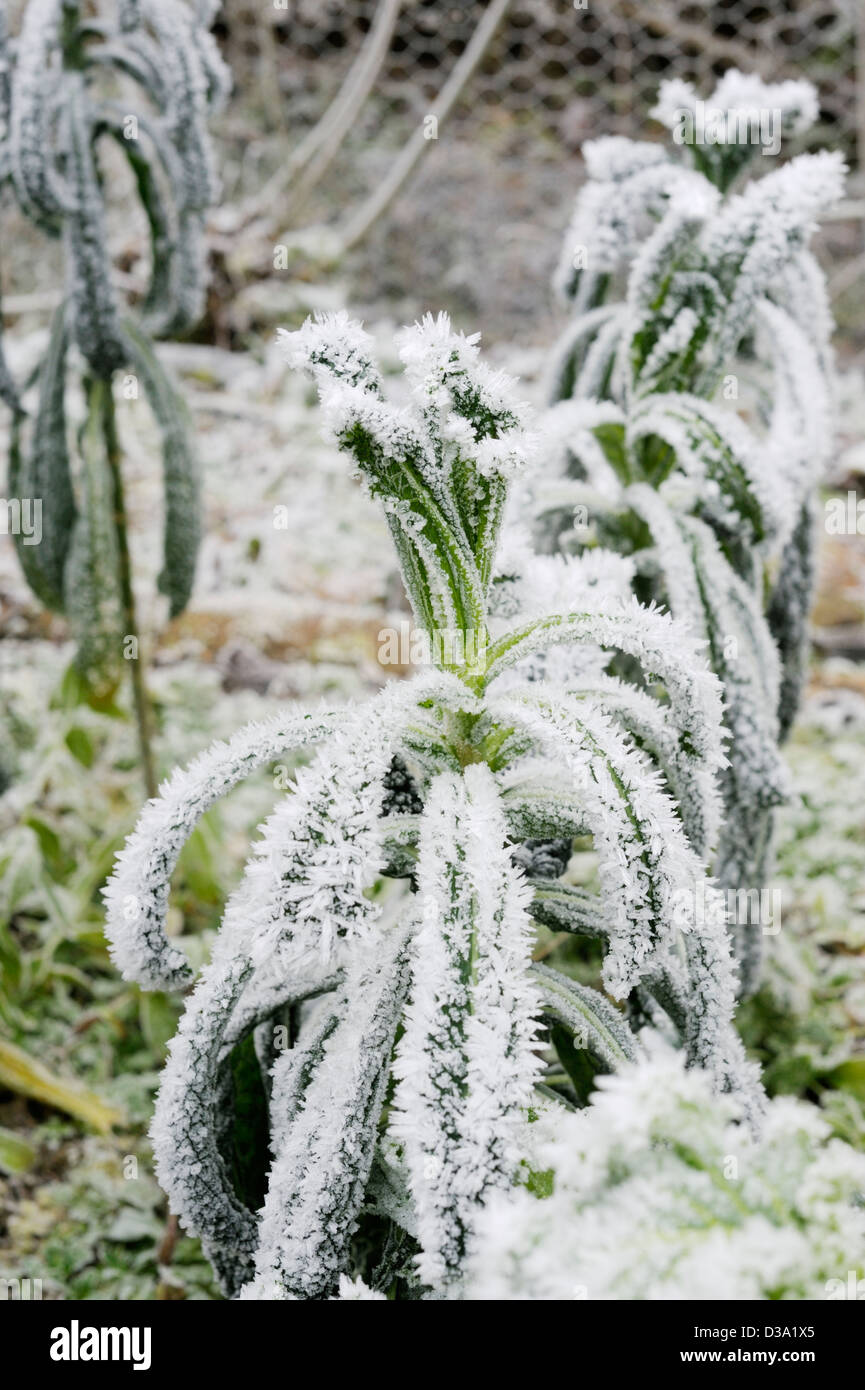 Brassica oleracea var. acephala, Kale, Nero di Toscana in heavy frost, Wales. Stock Photo