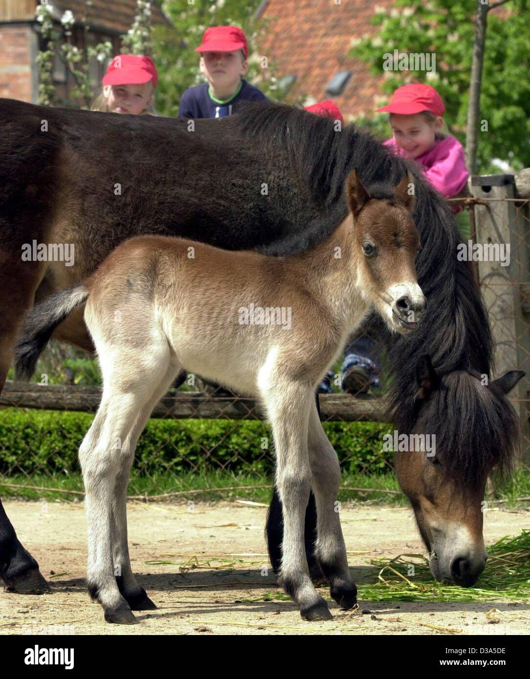 (dpa) - Closely watched by its mother Marie, three-day-old male foal Carlchen explores the enclosure at the Hanover zoo, 13 May 2002. Exmore ponies live in the wild in Great Britain, but are an endangered species. Only 800 animals worldwide remain of the direct descendants of the ice age ponies. Stock Photo