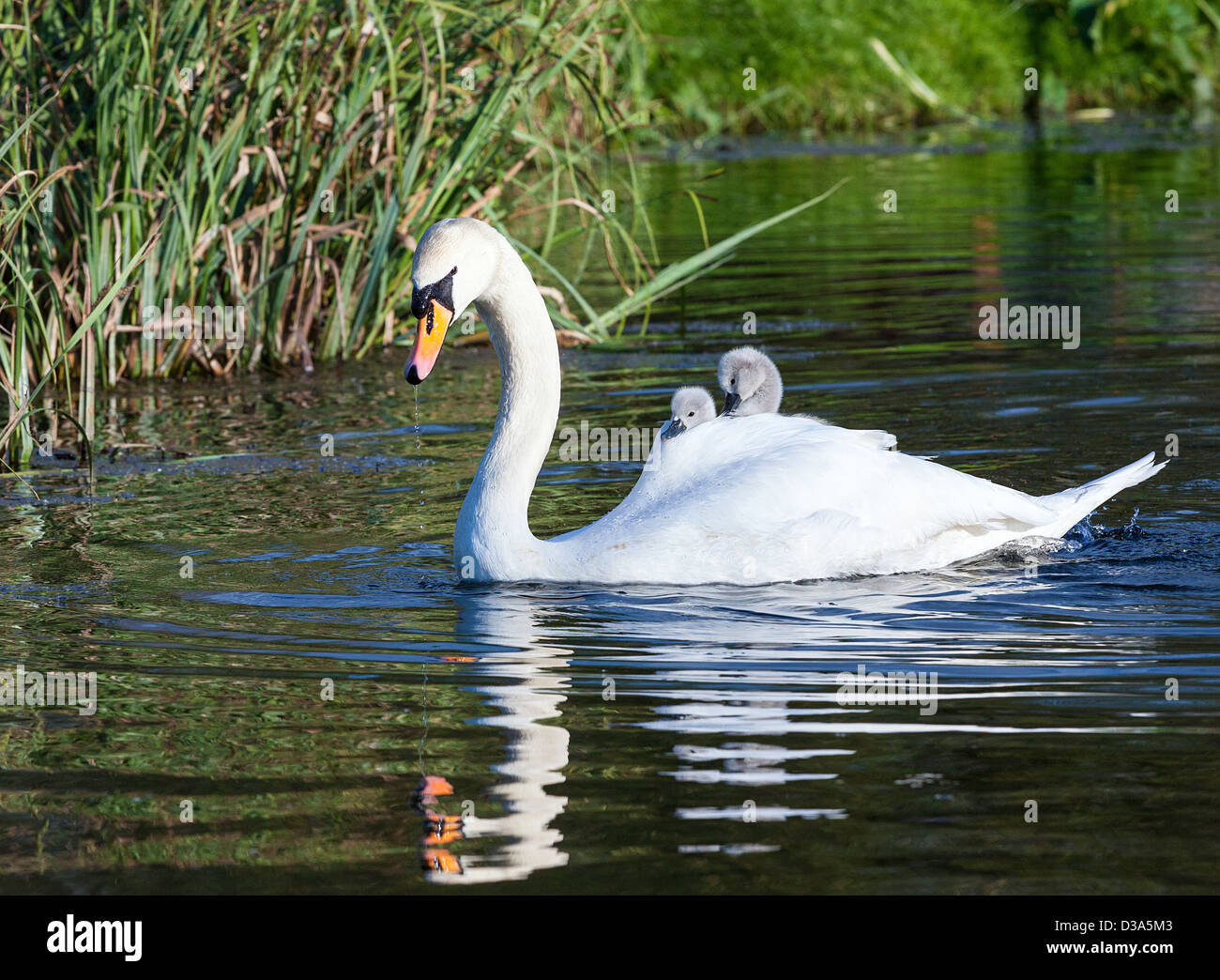 A Hen swan carries her 2 cygnets on her back in the warm spring sunshine. Stock Photo